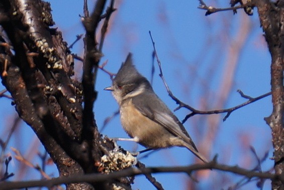 Gray-crested Tit - ML45484871