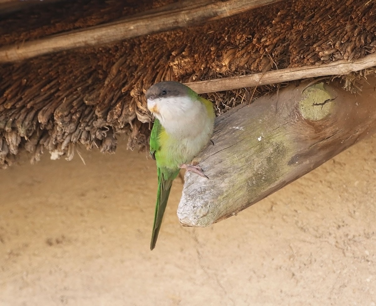Gray-hooded Parakeet - Trevor Ellery