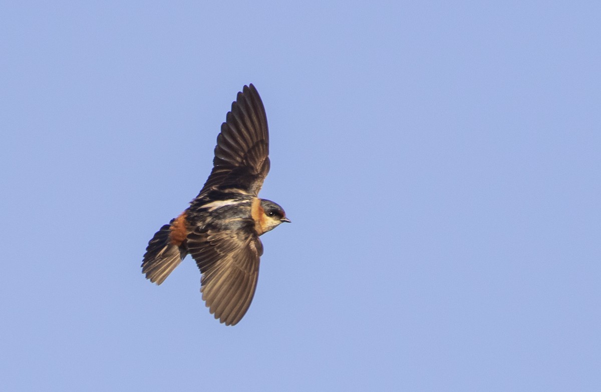 Chestnut-collared Swallow - Caleb Putnam