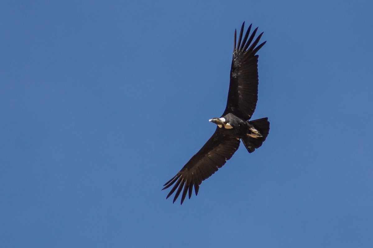 Andean Condor - Ezequiel Racker