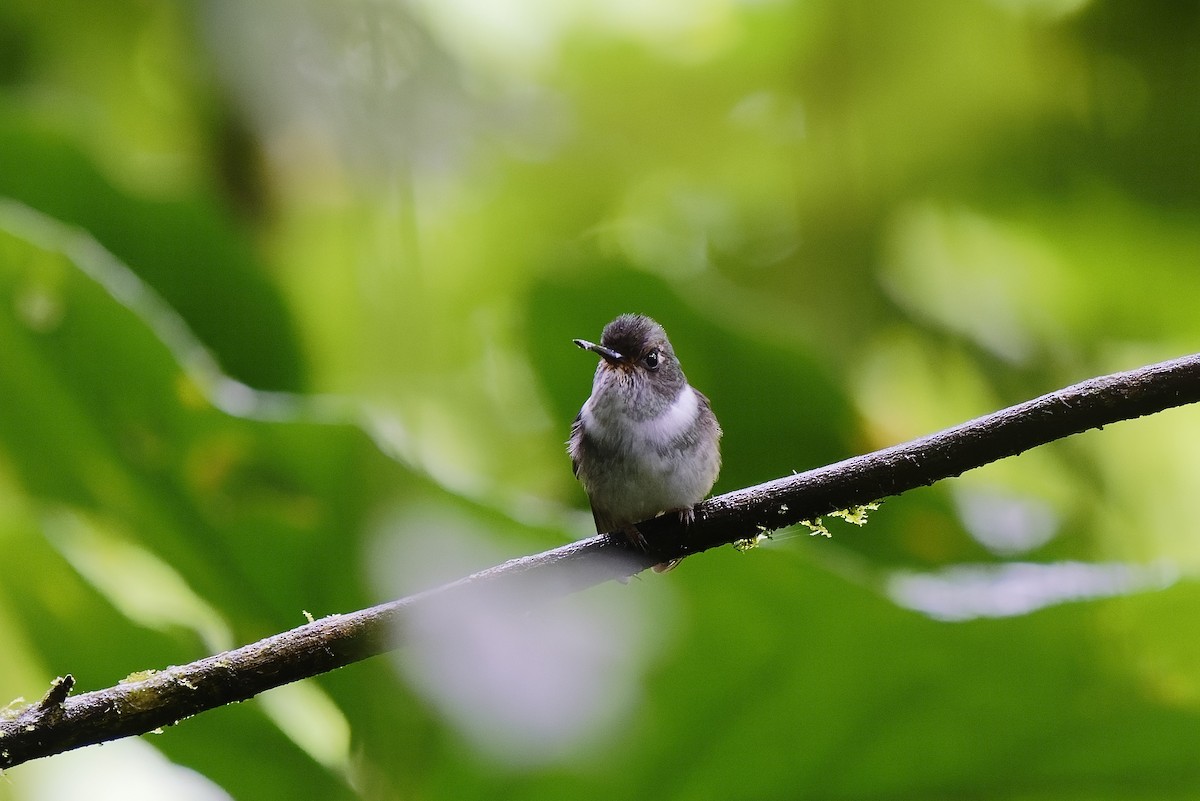 kolibřík ekvádorský - ML454859931