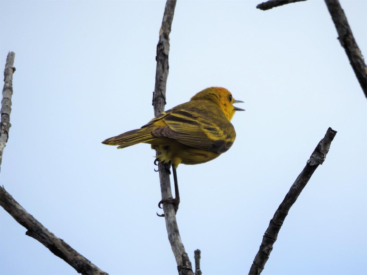 Yellow Warbler (Golden) - ML454877771