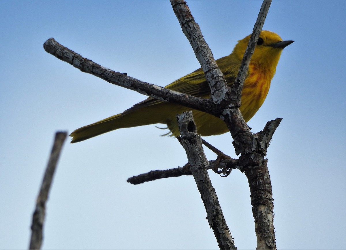 Yellow Warbler (Golden) - ML454877781