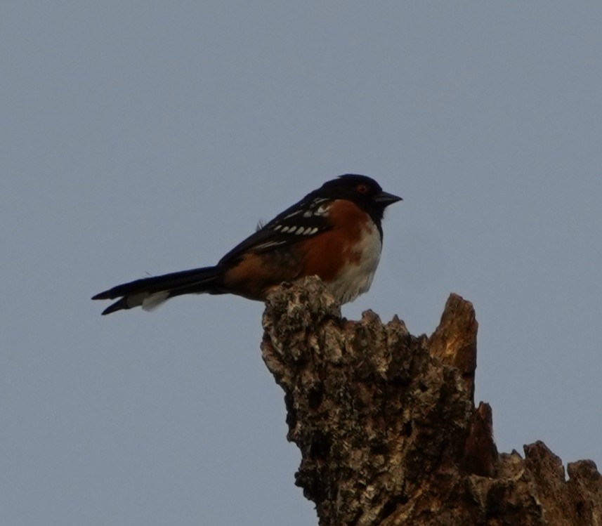 Spotted Towhee - ML454884881
