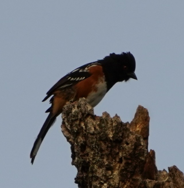 Spotted Towhee - ML454884901