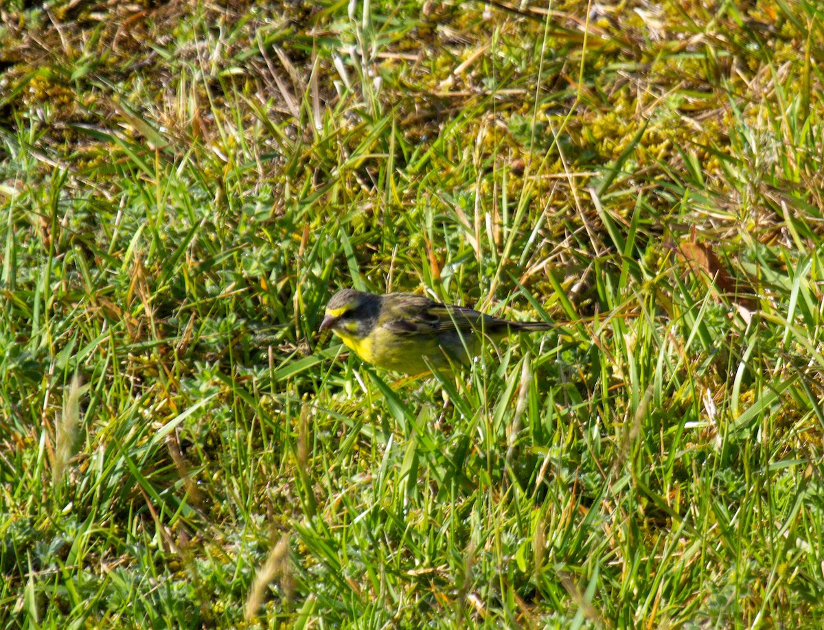 Yellow-fronted Canary - ML454885701
