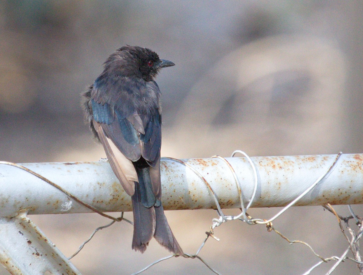 Fork-tailed Drongo - Andrey Vlasenko