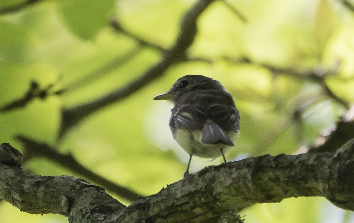 Gray-breasted Flycatcher - ML454891181