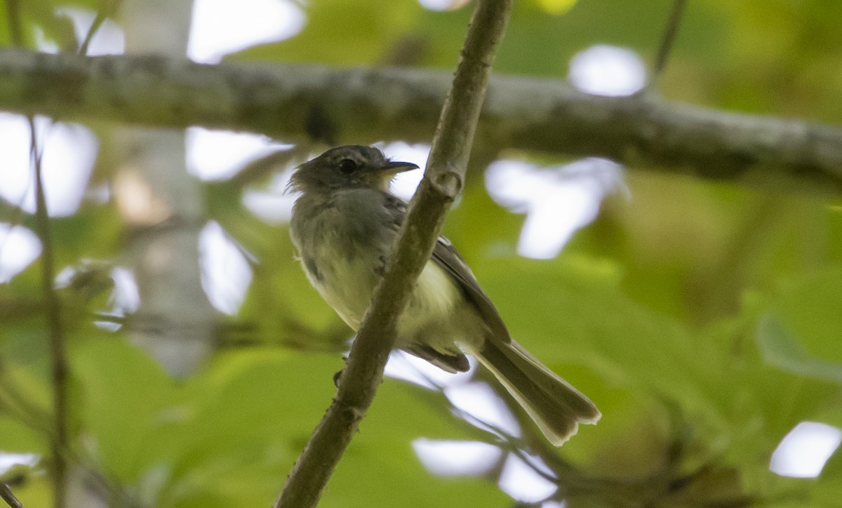 Gray-breasted Flycatcher - ML454891201