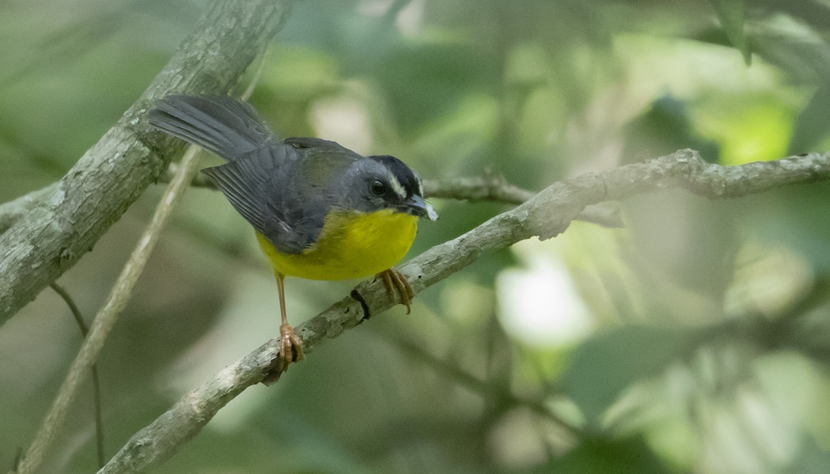 Gray-and-gold Warbler - ML454891391