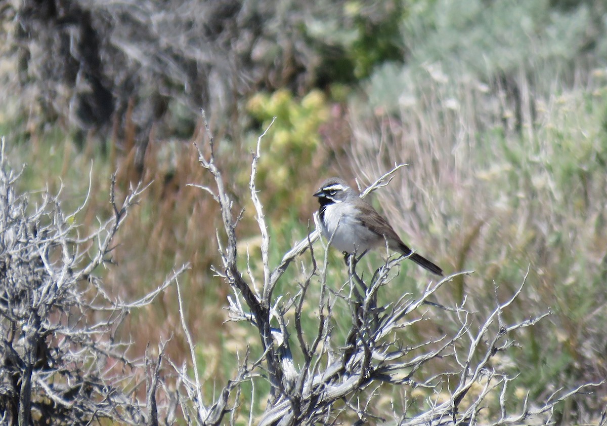Black-throated Sparrow - ML454894561