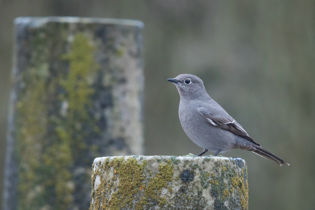 Townsend's Solitaire - ML45489531