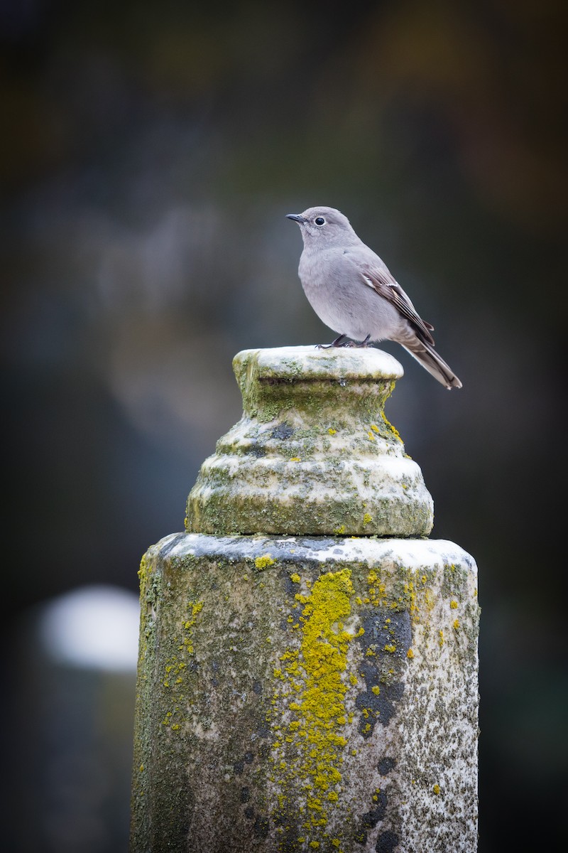 Townsend's Solitaire - ML45489611