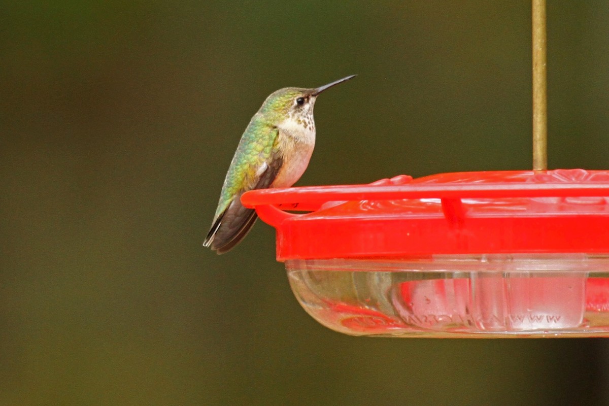 Calliope Hummingbird - Jeffrey Offermann