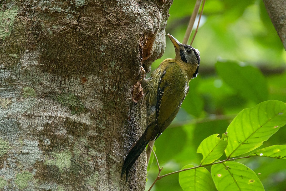 Laced Woodpecker - Ayuwat Jearwattanakanok