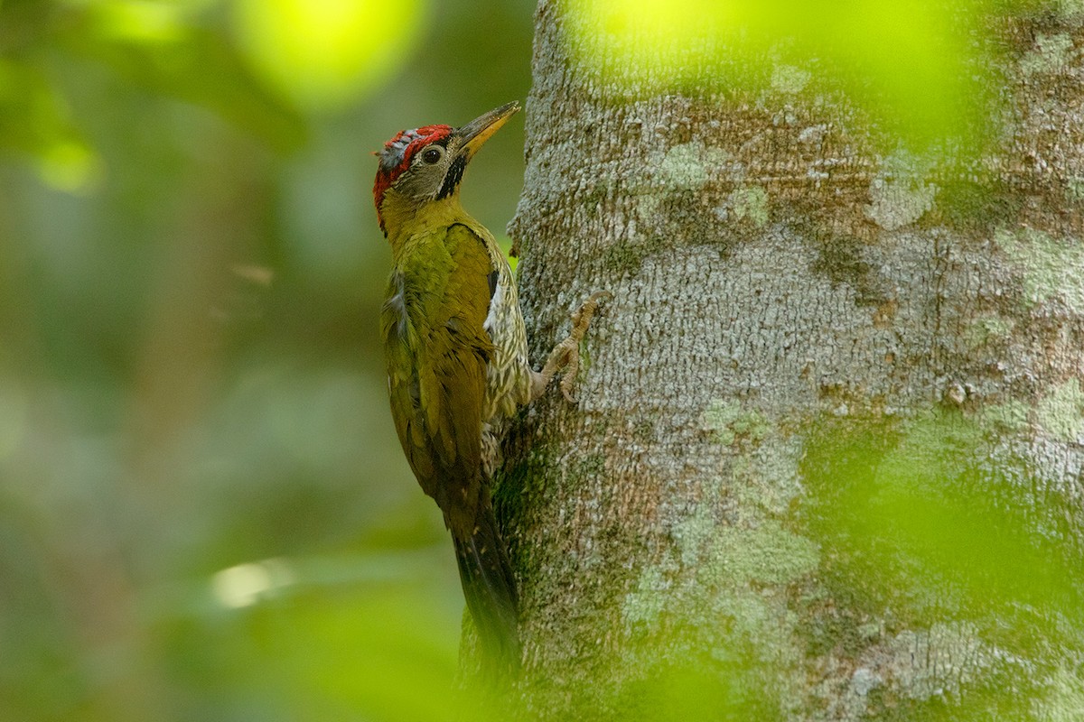 Laced Woodpecker - ML45490101