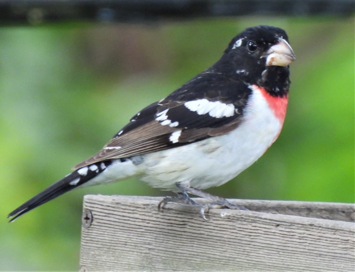 eBird Checklist - 30 May 2022 - Rose-breasted Grosbeak spot - 23 species