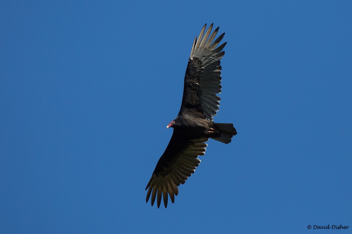 Turkey Vulture - David Disher