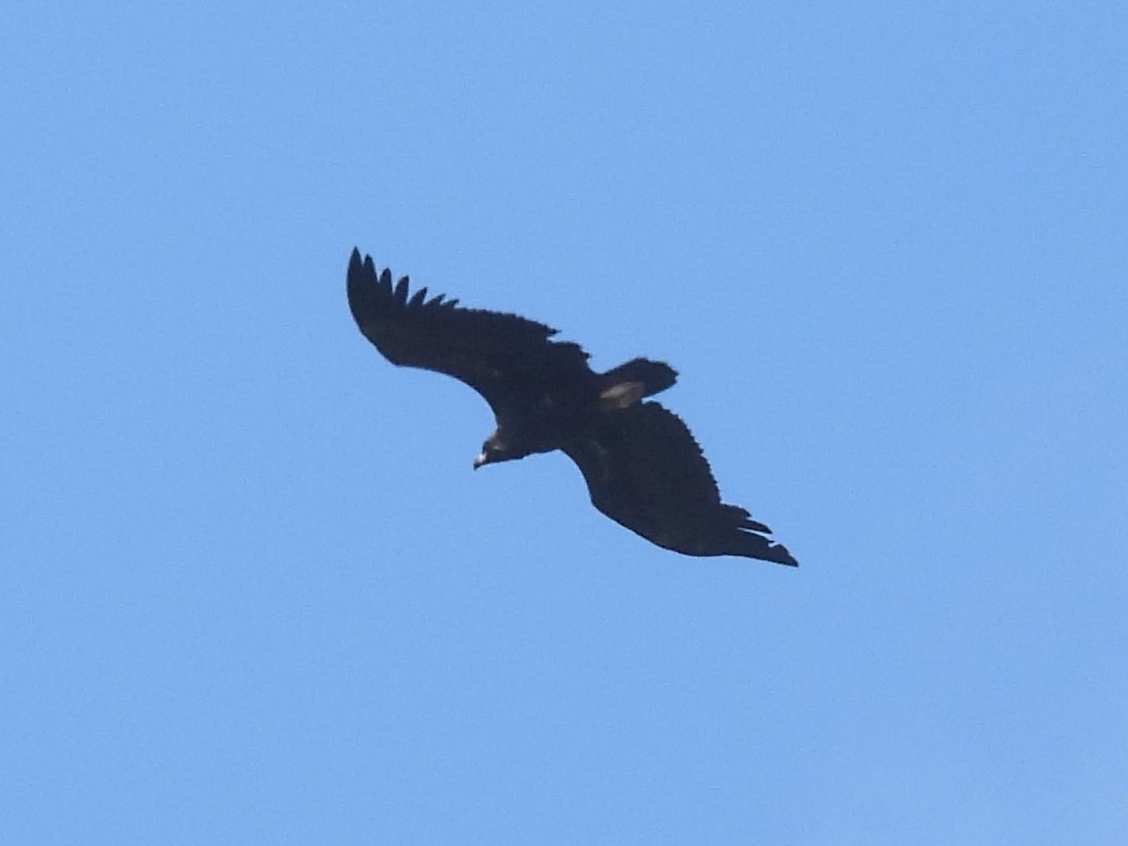 Cinereous Vulture - ML454906981