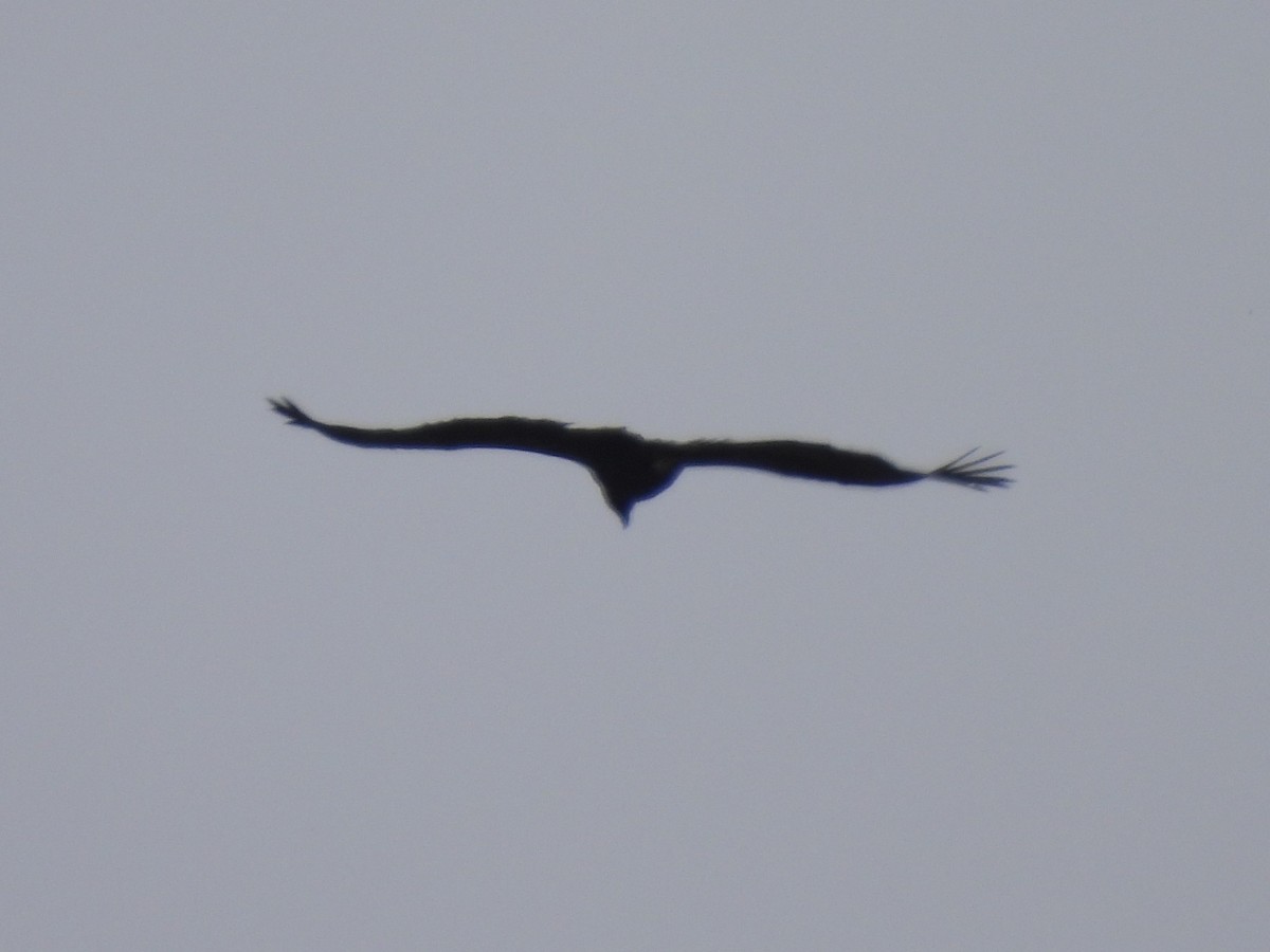 Cinereous Vulture - ML454907121