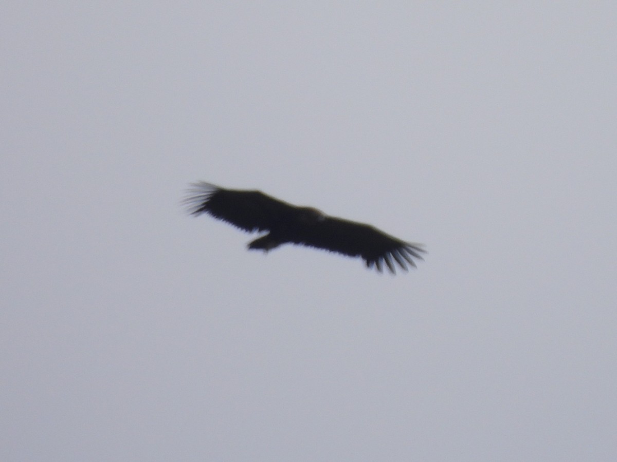 Cinereous Vulture - ML454907201