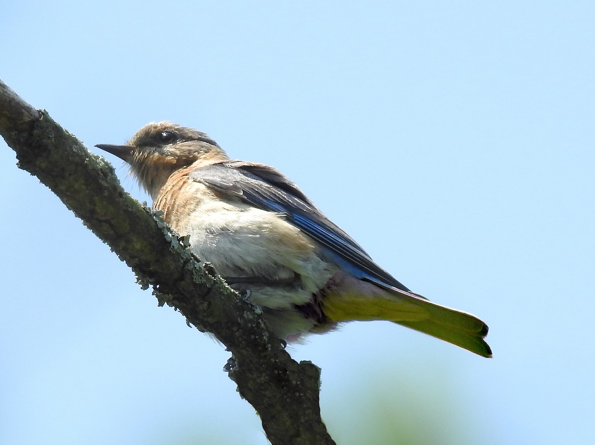 Eastern Bluebird - Theresa Dobko (td birder)