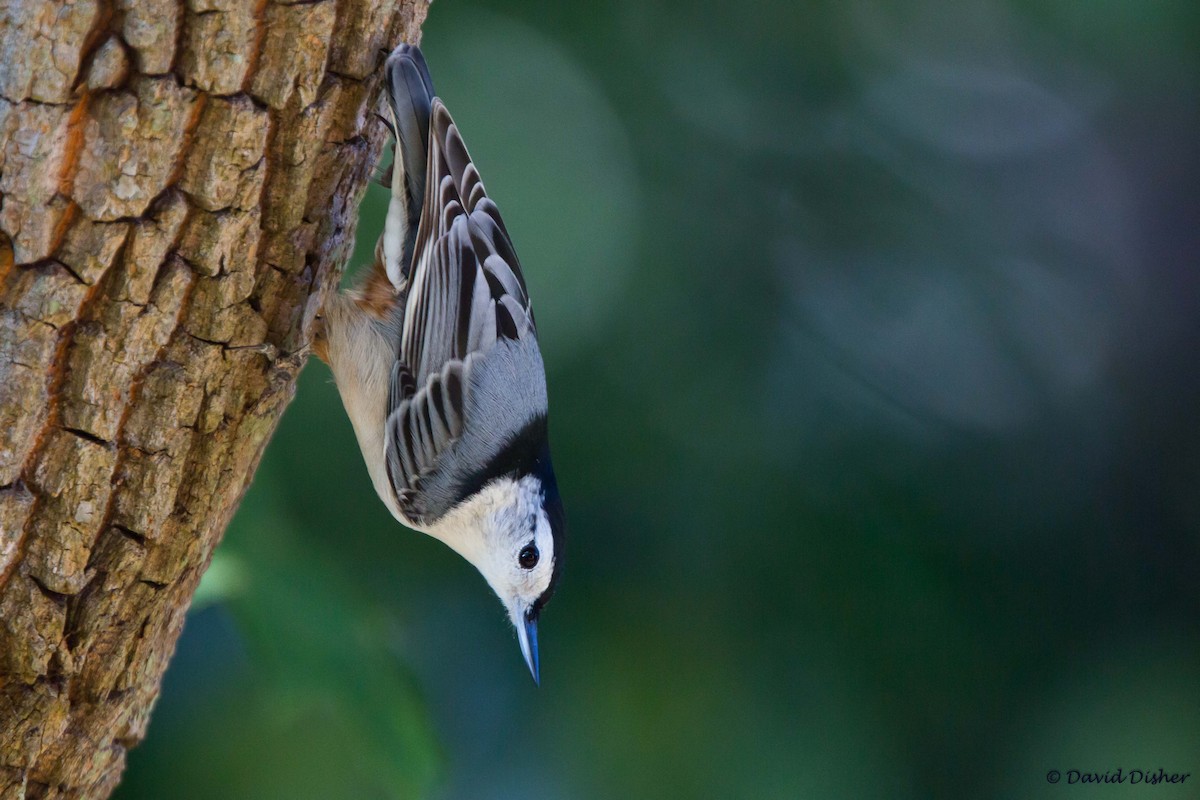 White-breasted Nuthatch - David Disher