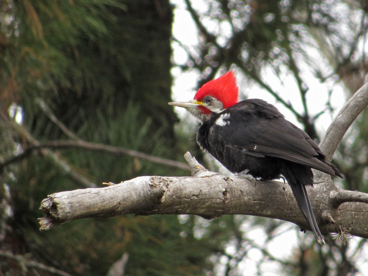 Black-bodied Woodpecker - ML454915581