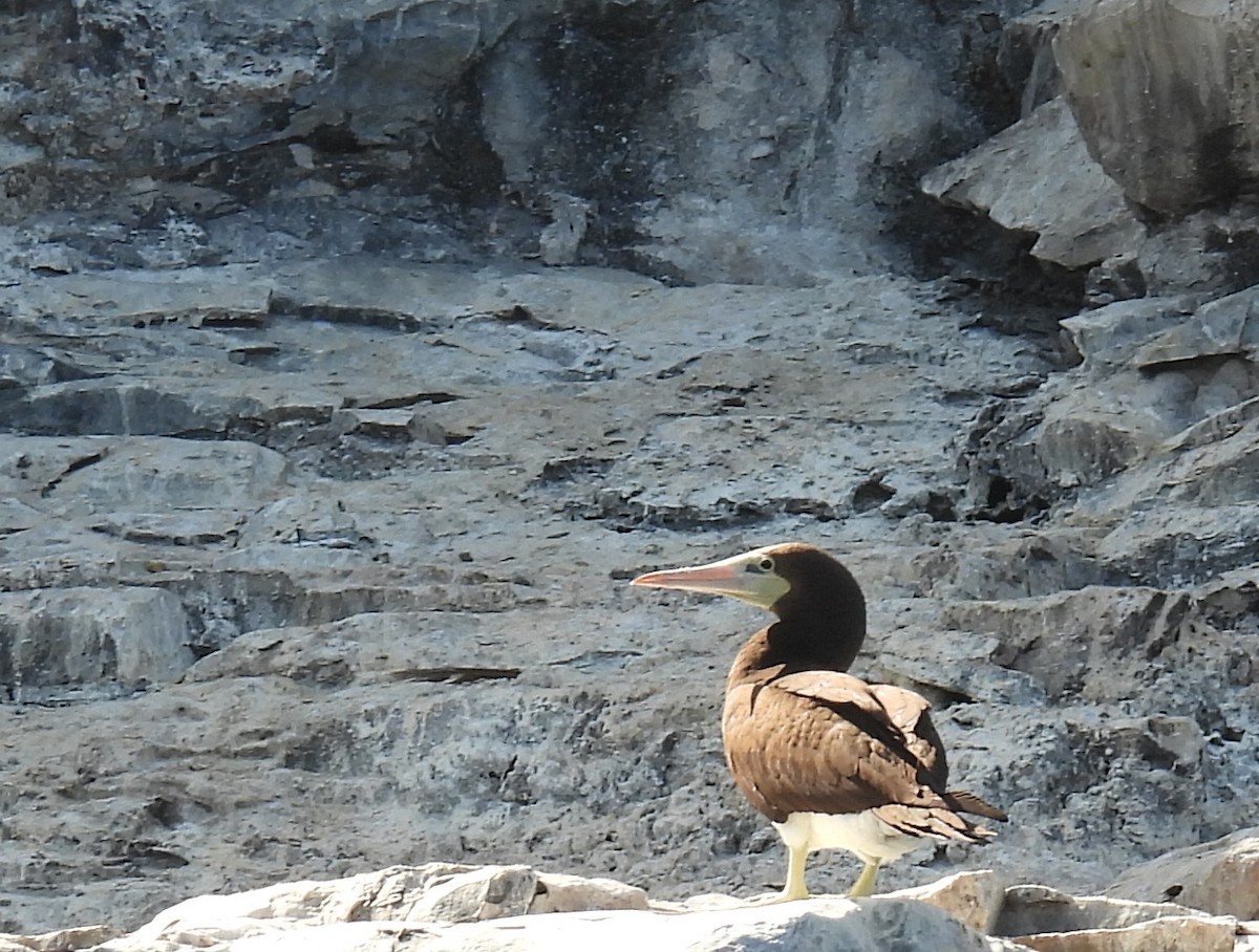 Brown Booby (Brewster's) - ML454918271