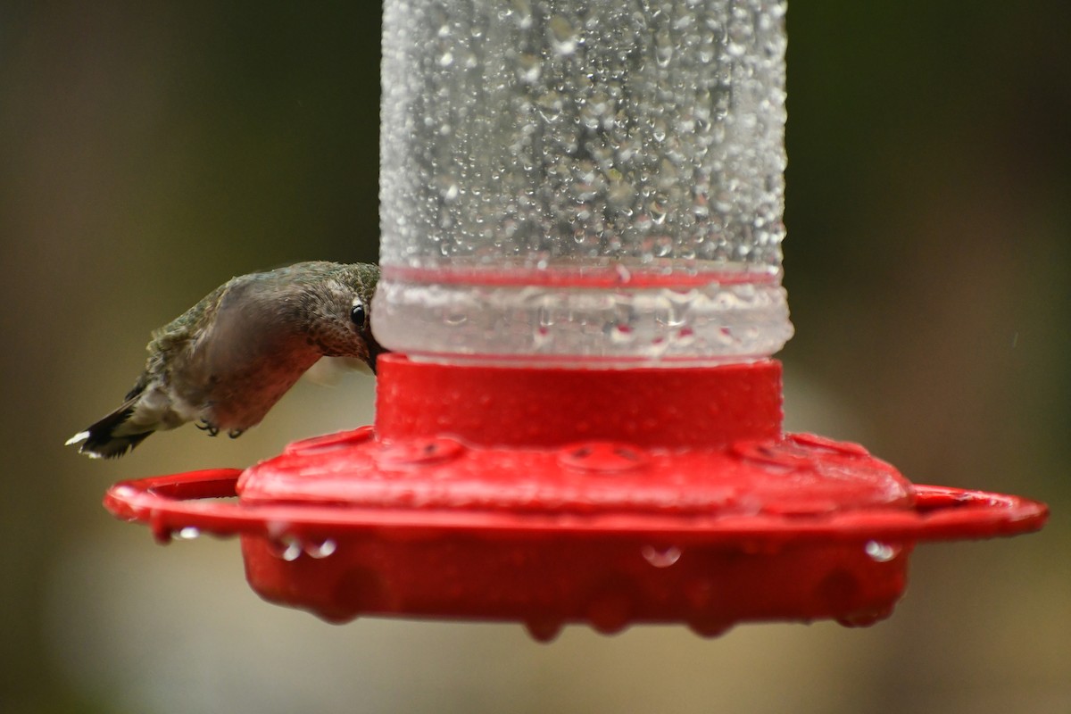 Anna's Hummingbird - ML454919131