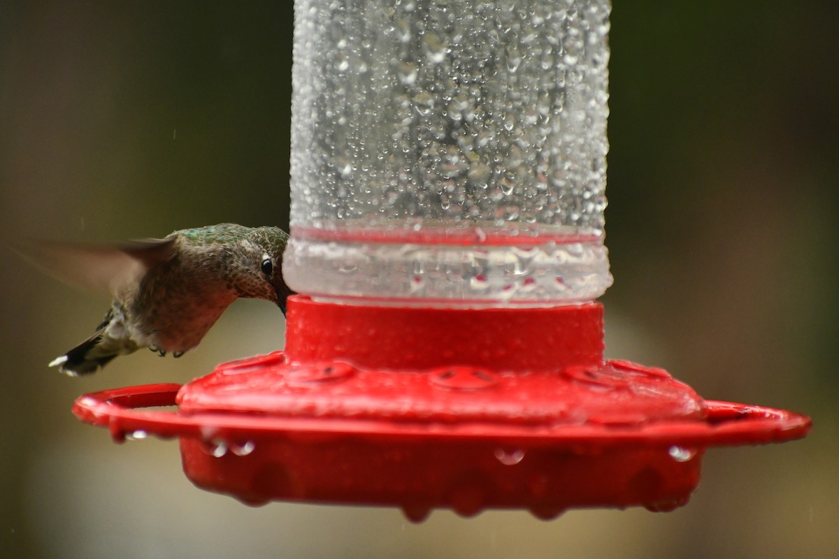 Anna's Hummingbird - ML454919141