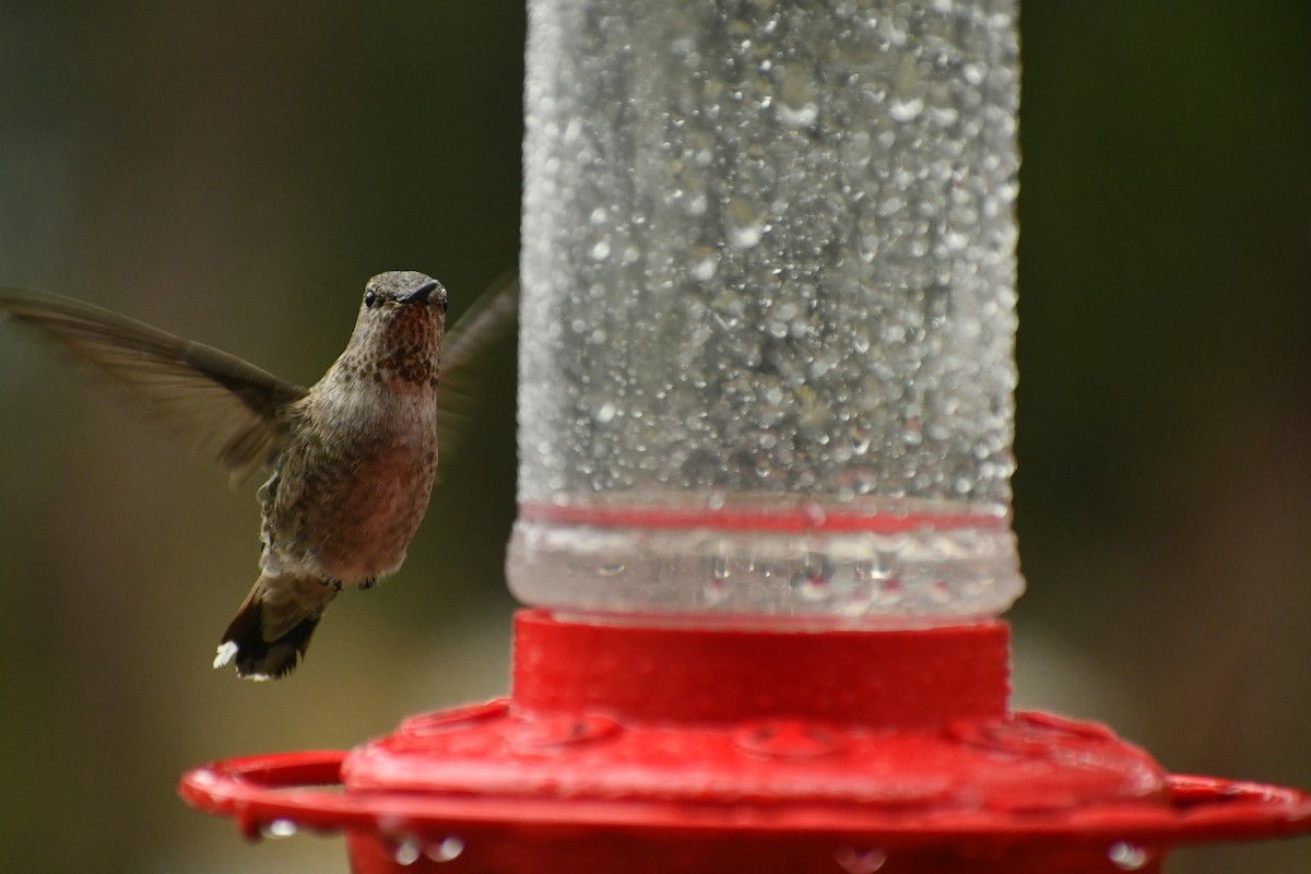 Anna's Hummingbird - ML454919171