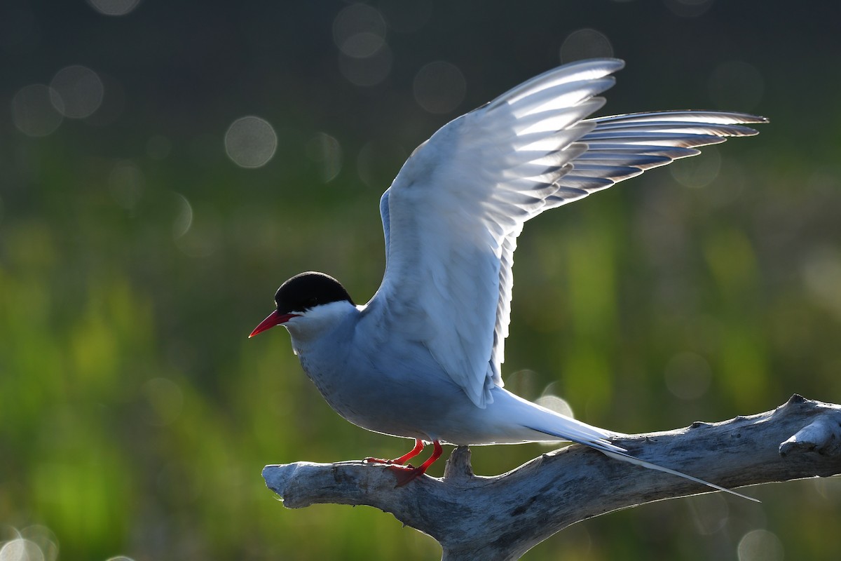 Arctic Tern - Timothy Piranian