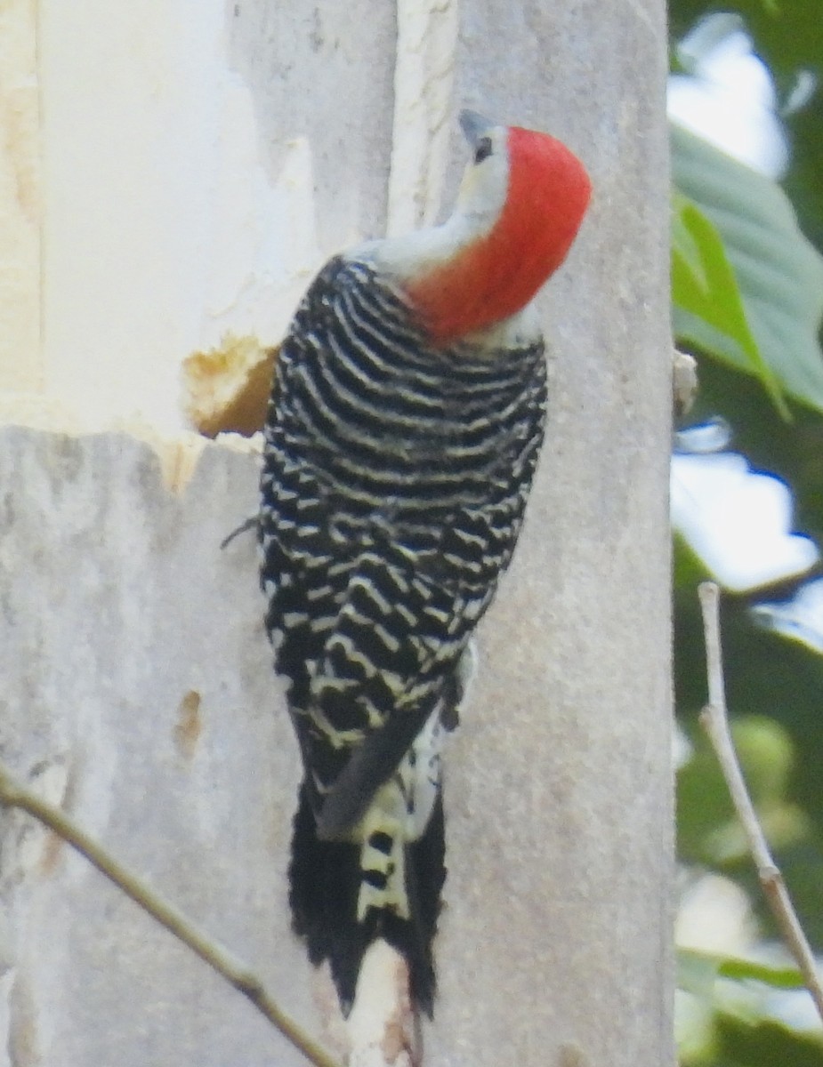 Red-bellied Woodpecker - ML454939871
