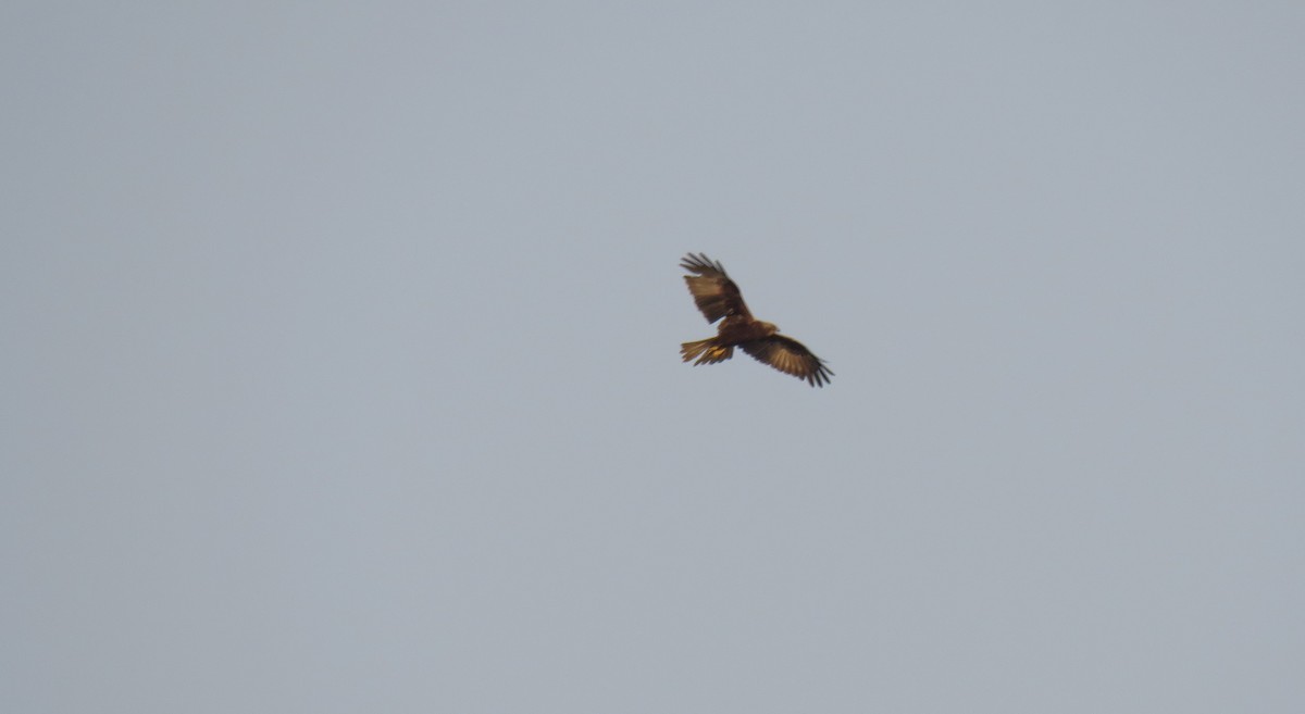Indian Spotted Eagle - bijumon ke