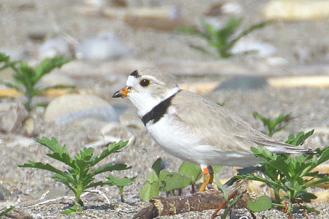 Piping Plover - ML454955681