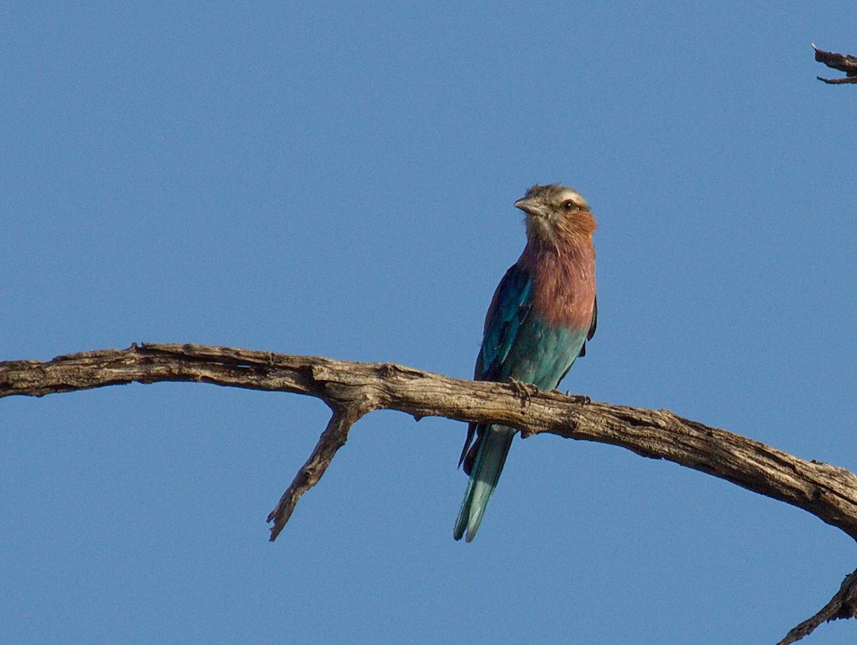Lilac-breasted Roller - ML45496271