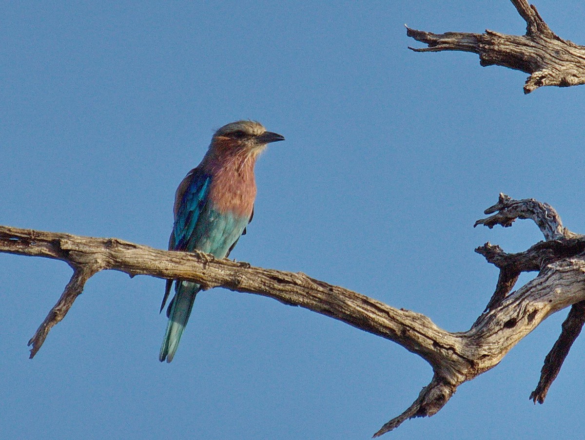 Lilac-breasted Roller - ML45496281