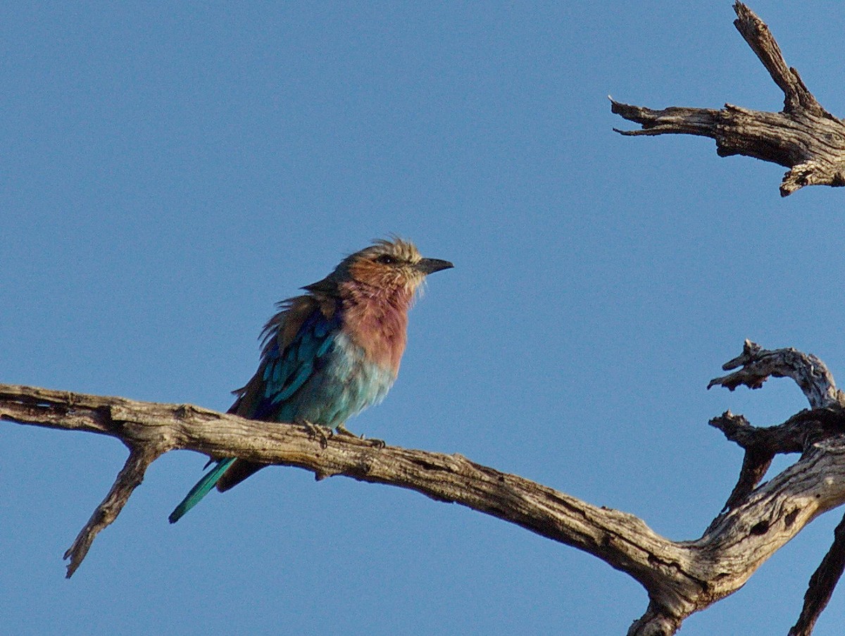 Lilac-breasted Roller - ML45496291