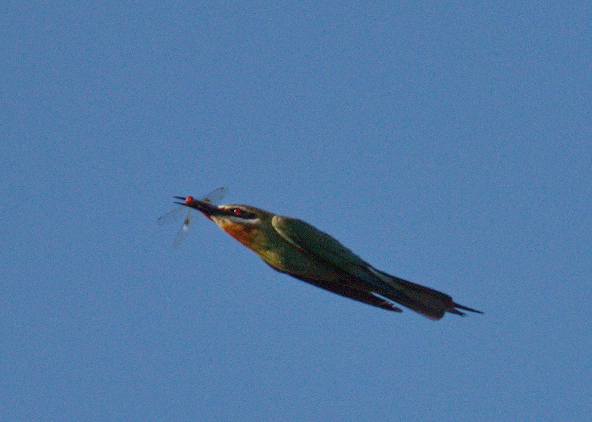 Madagascar Bee-eater - ML45496361