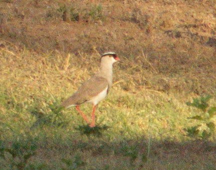 Crowned Lapwing - ML45496441