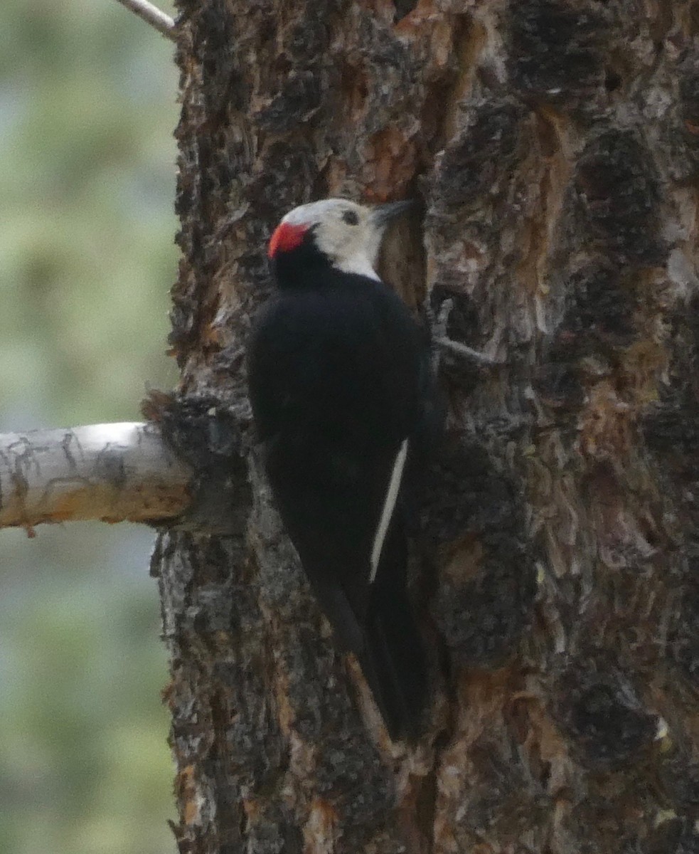 White-headed Woodpecker - ML454975411