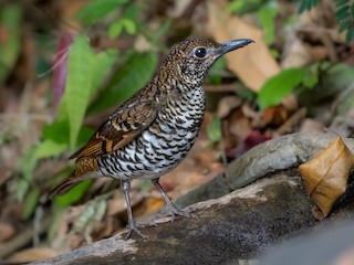 Nilgiri Thrush - Zoothera neilgherriensis - Birds of the World