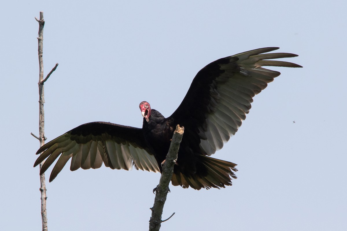 Turkey Vulture - Clinton S. Boyd