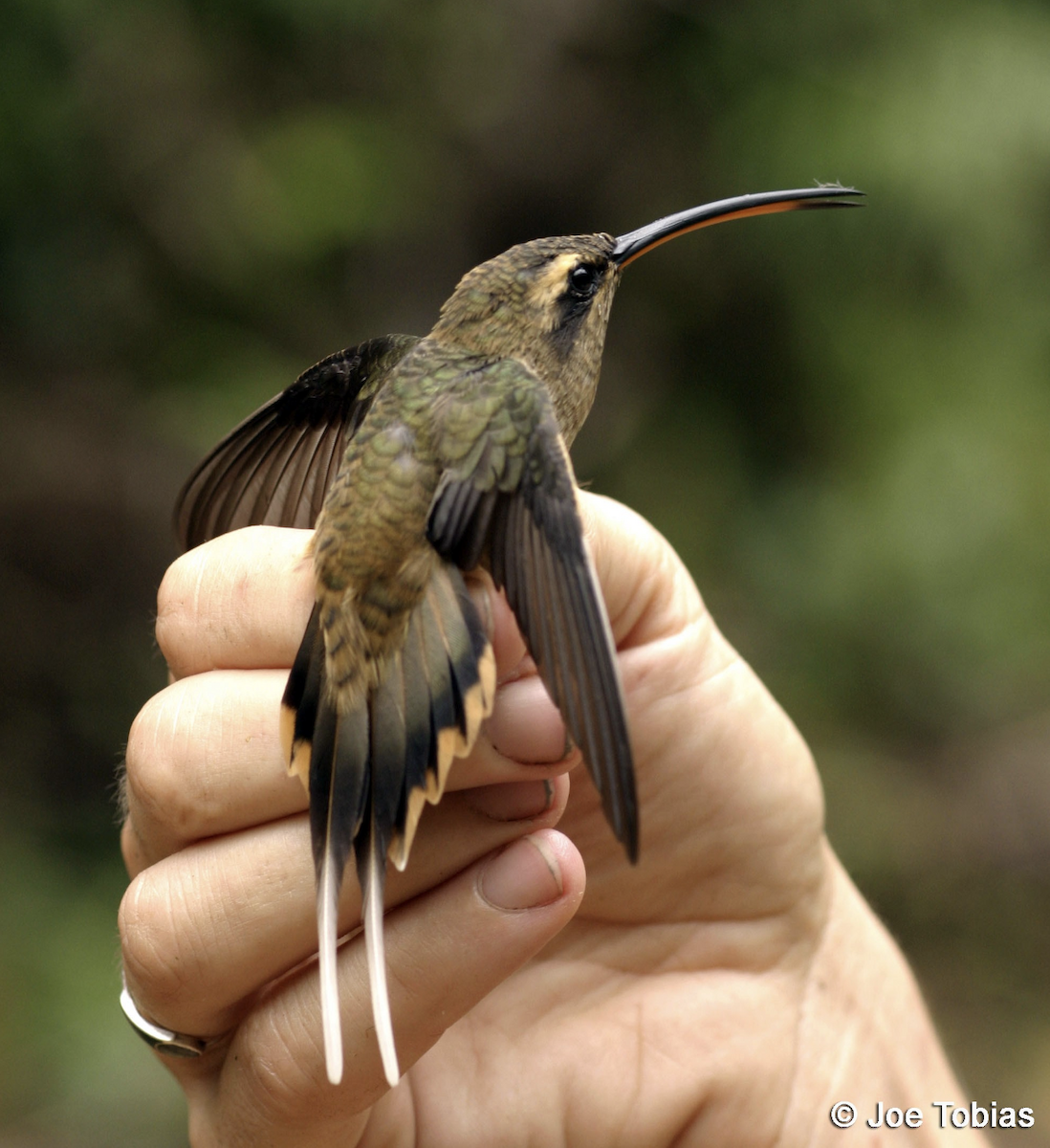 Большеклювый колибри-отшельник - ML454981741