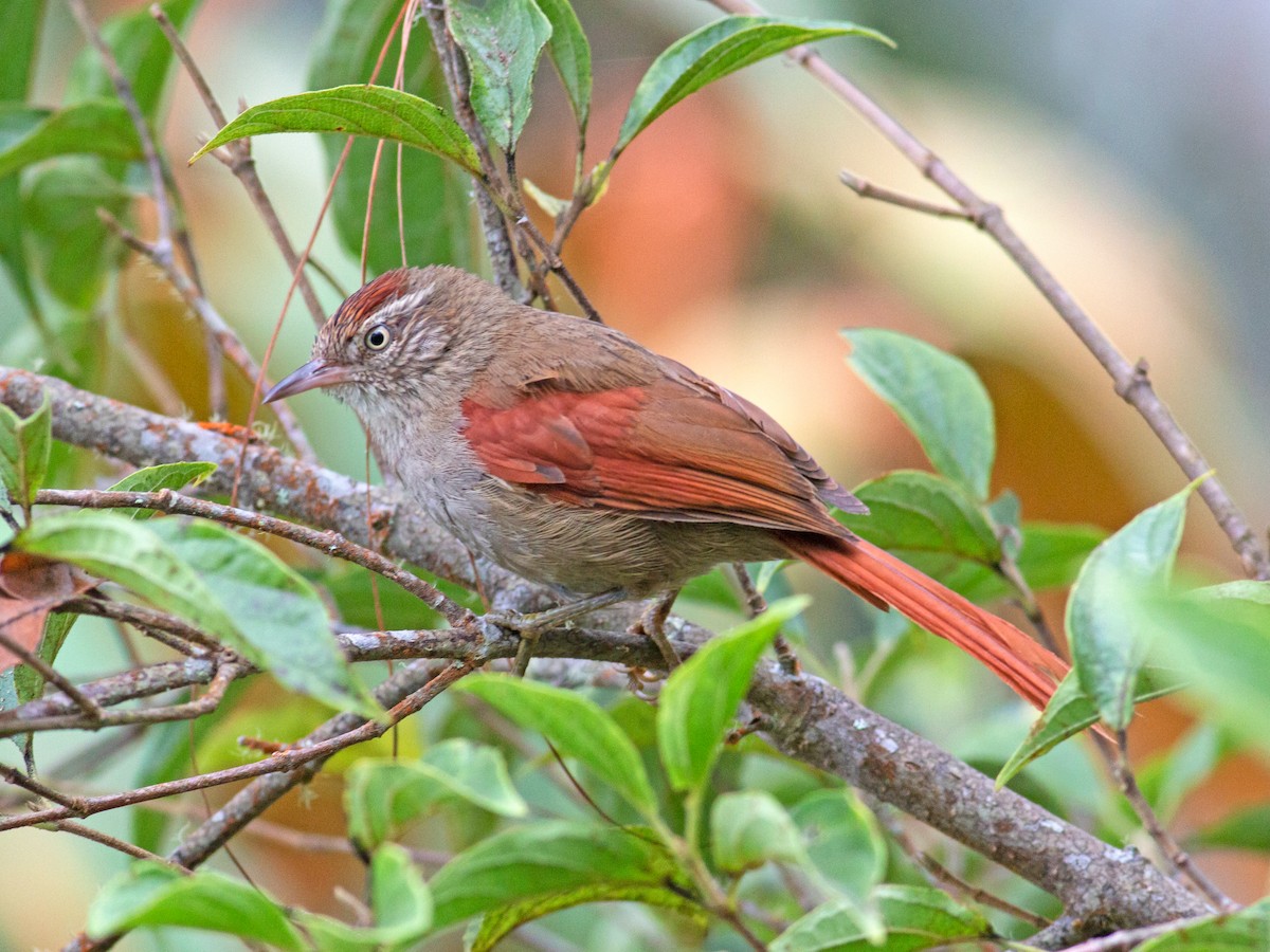 Streak-capped Spinetail - Cranioleuca hellmayri - Birds of the World