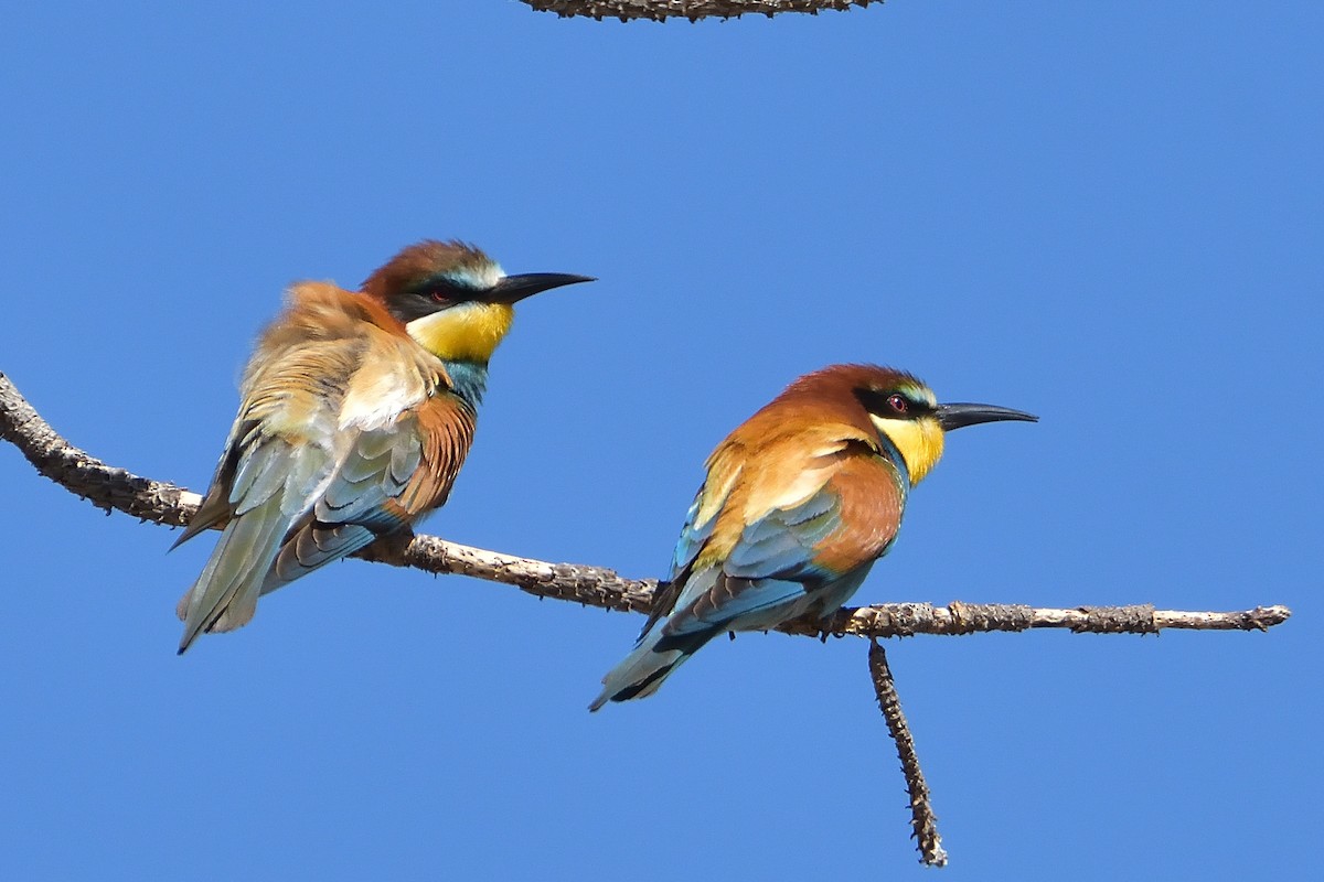 European Bee-eater - ML454990481