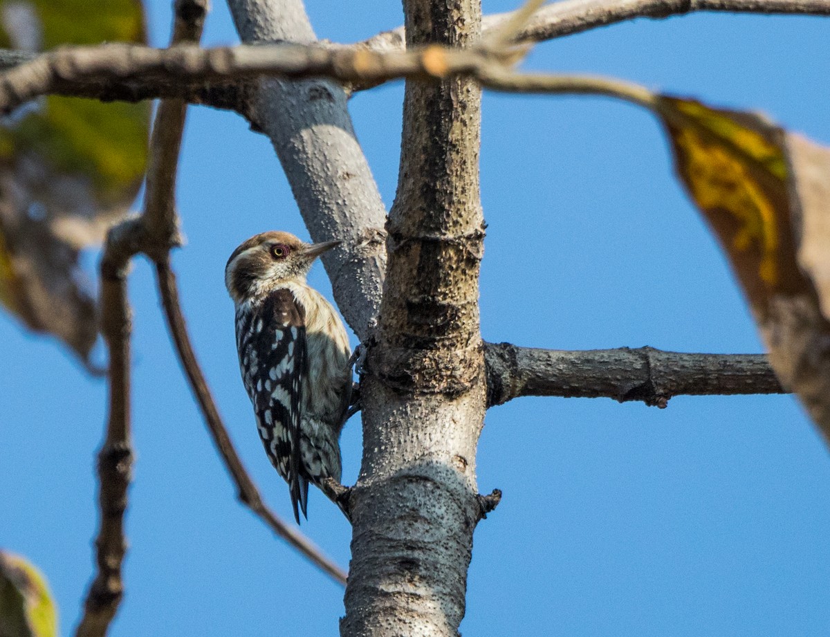 Brown-capped Pygmy Woodpecker - ML45499641