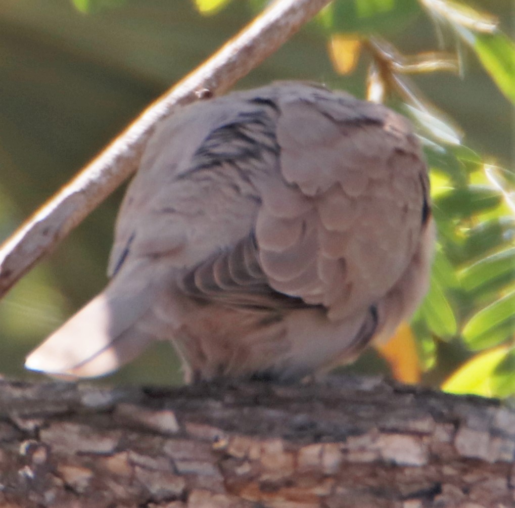 Eurasian Collared-Dove - ML454999101
