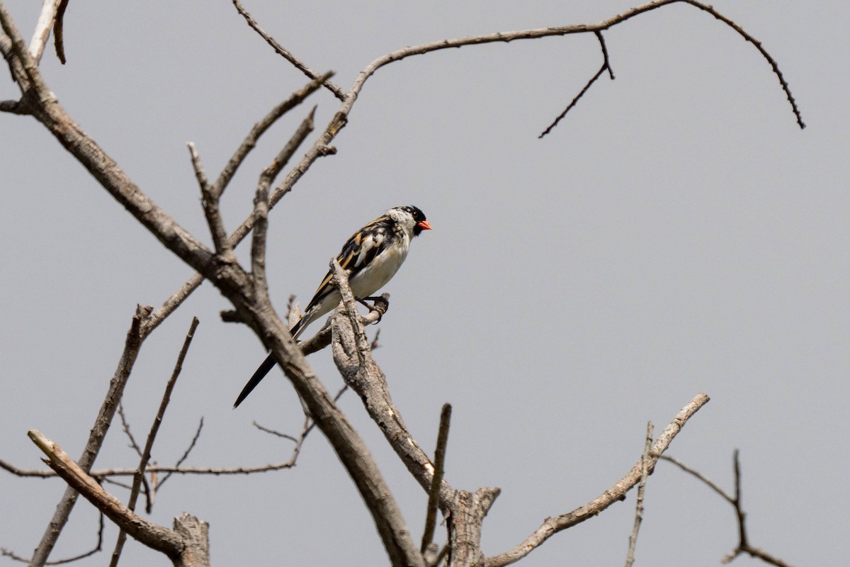 Pin-tailed Whydah - ML455004201